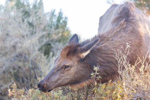 Foto mountain bull elk colorado, vs