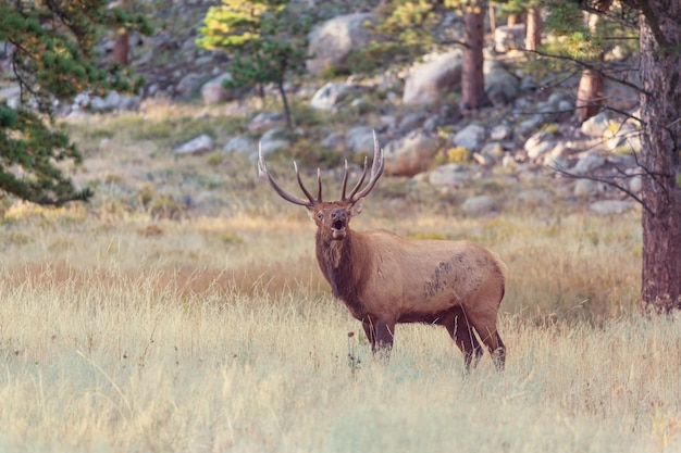 Mountain Bull Elk in herfst bos, Colorado, USA