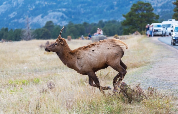 Mountain Bull Elk in herfst bos, Colorado, USA