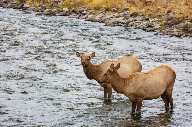 Mountain Bull Elk in herfst bos, Colorado, USA