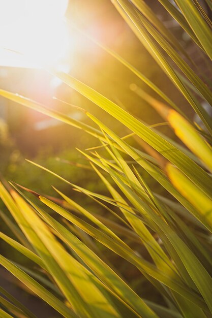 Mountain cabbage tree cordyline indivisa long spike leaves against sunset