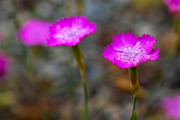 Mountain carnation, wild carnation ; Dianthus Carthusianorum. Wild flower.