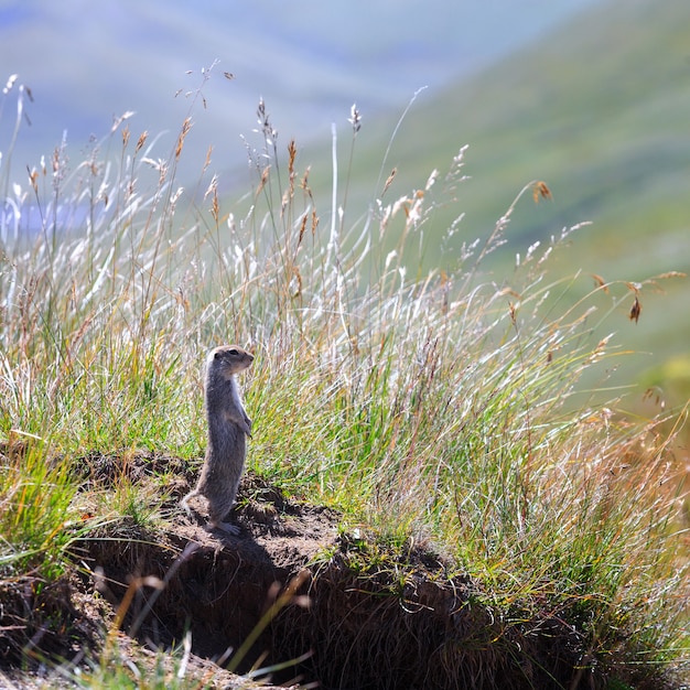 Mountain Caucasian Gopher (Spermophilus musicus) in the grass of the North Caucasus in Russia