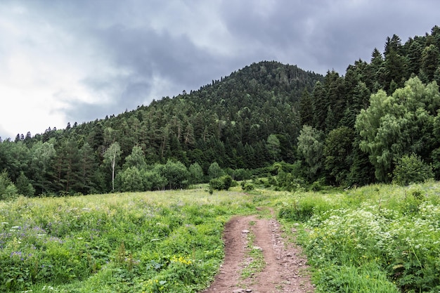 Mountain coniferous forest and green summer meadow