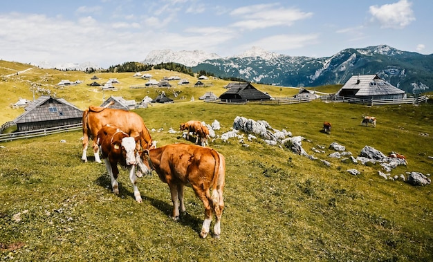 Mountain cottage hut or house on hill Velika Planina alpine meadow landscape Eco farming Travel destination for family hiking Kamnik Alps Slovenia Big Plateau