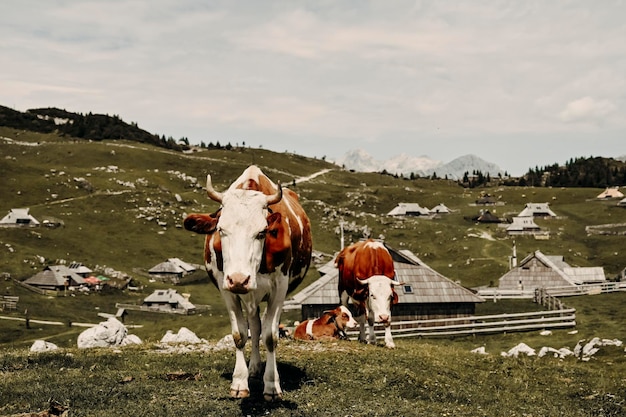언덕 위의 산장 오두막 또는 집 벨리카 플라니나 고산 초원 풍경 에코 농업 가족 하이킹을 위한 여행 목적지 캄니크 알프스 슬로베니아 빅 고원