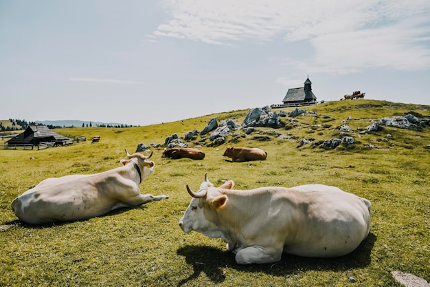 丘の上の山小屋小屋または家 Velika Planina 高山草原の風景 エコ農業 家族のハイキングのための旅行先 カムニク アルプス スロベニア 大きな高原