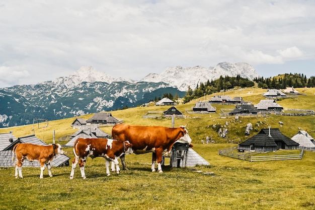 丘の上の山小屋小屋または家 Velika Planina 高山草原の風景 エコ農業 家族のハイキングのための旅行先 カムニク アルプス スロベニア 大きな高原