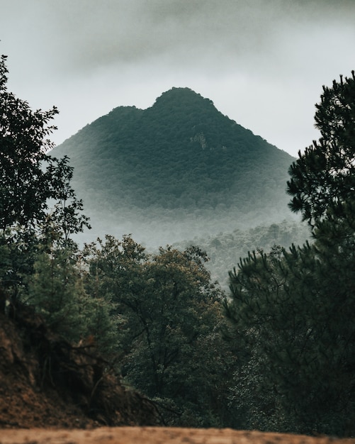 Mountain covered by fog at the woods