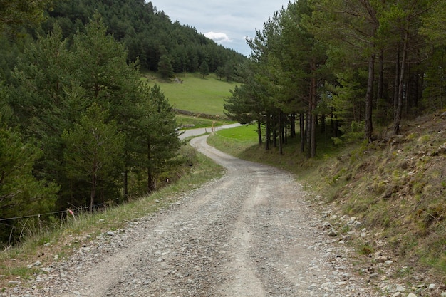 Mountain curve track with spruce forest