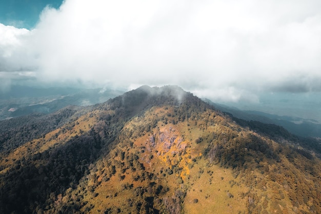 日中の山で、山の木