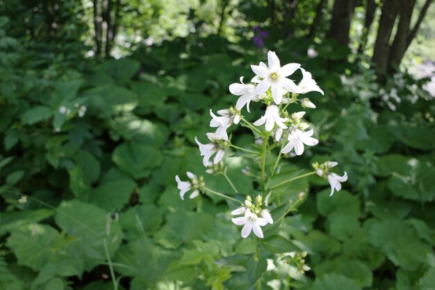 Photo mountain flowers closeup