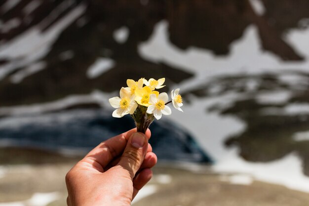 눈 덮인 산의 배경에 손에 산 꽃. 산 풍경입니다. 노란 꽃의 꽃다발