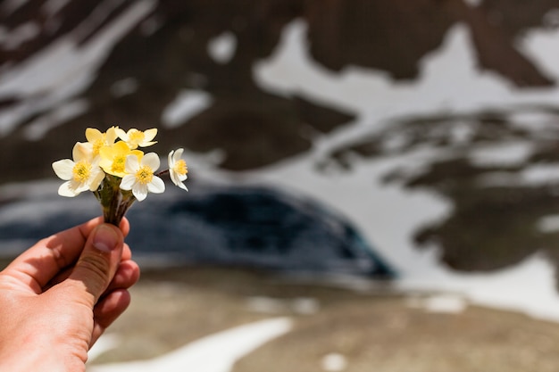 雪山を背景に山の花を手に。山の風景。黄色い花の花束