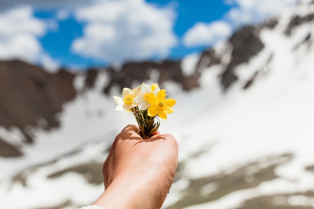 Mountain flowers in hand on a background of snowy mountains. Mountain landscape. bouquet of yellow flowers