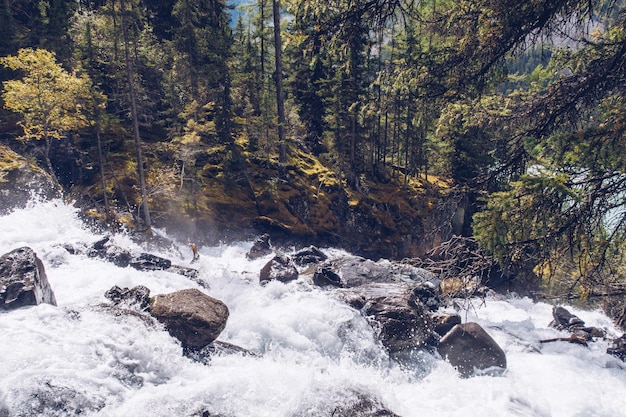 Mountain flowing stream and waterfall in the forest Picturesque landscape view Altai mountains Siberia Russia