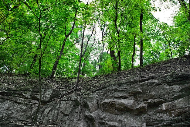 山の森。石、苔の美しい背景。