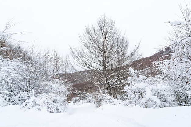 深い雪に覆われた山林