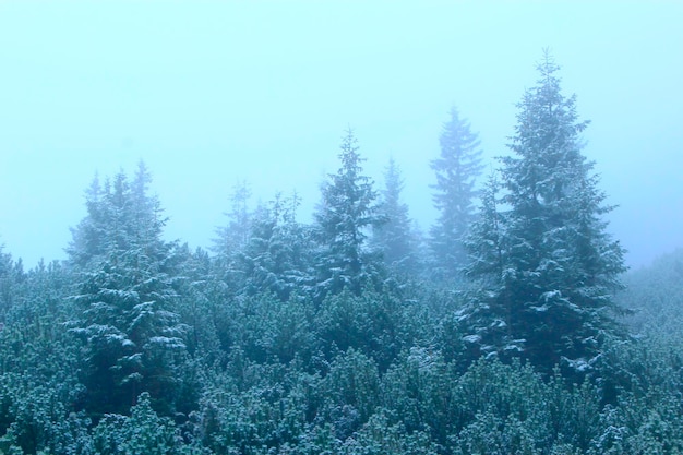 Mountain forest in dense mist Evergreen forest with big spruces and mossy stones Mist in wood Wild coniferous forest Misty landscape with fir wood