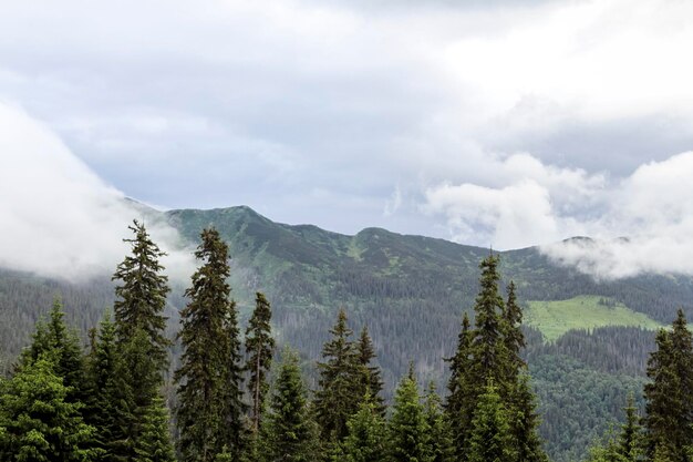 Mountain forest in the fog Hiking travel outdoor concept panoramic view Ukrainian Carpathian Mountains Ukraine