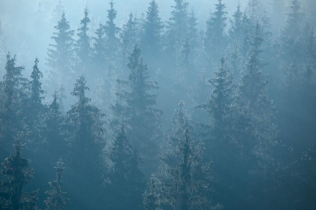 Mountain forest in the fog late at night or early in the morning