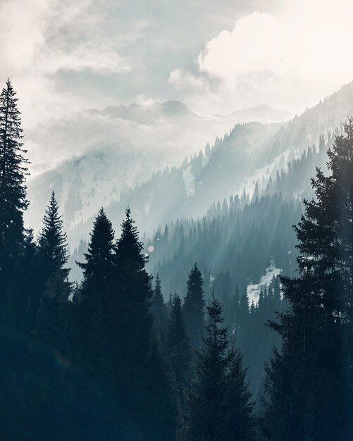 Mountain forest at fog sunrise background