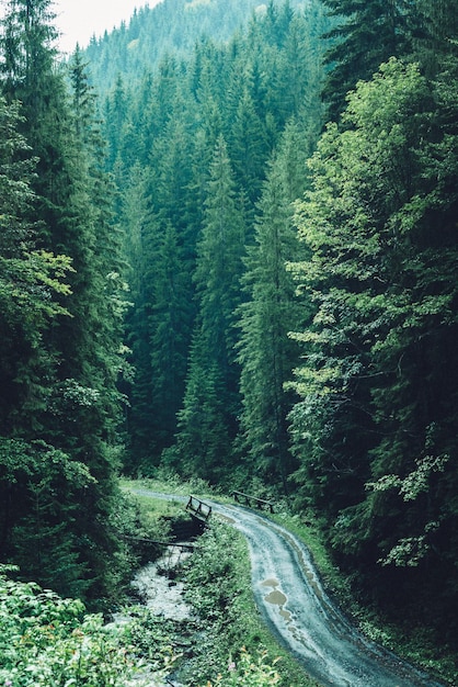 Mountain forest landscape