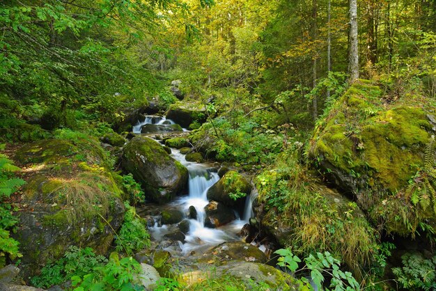 mountain forest landscapecreek with fresh water