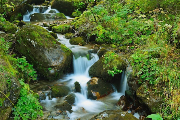 新鮮な水と山の森の風景クリーク