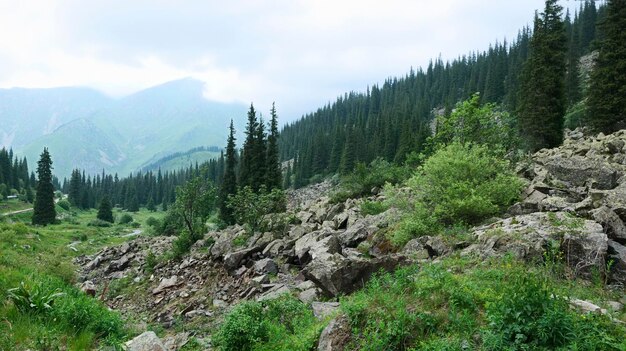 写真 山の斜面にある山の森