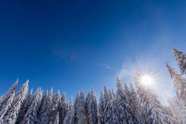 冬の雪の下の山の森