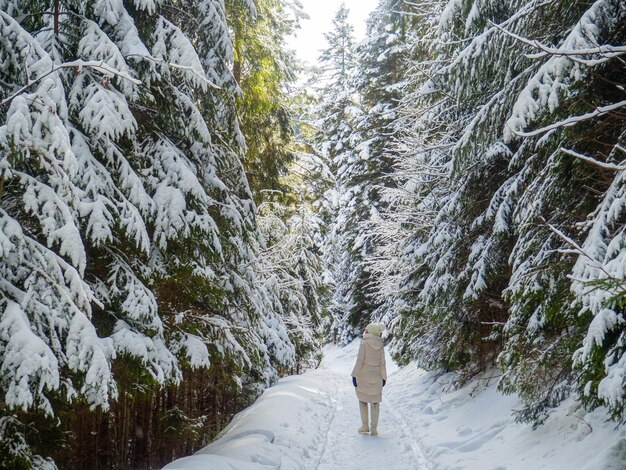 Mountain forest in winter