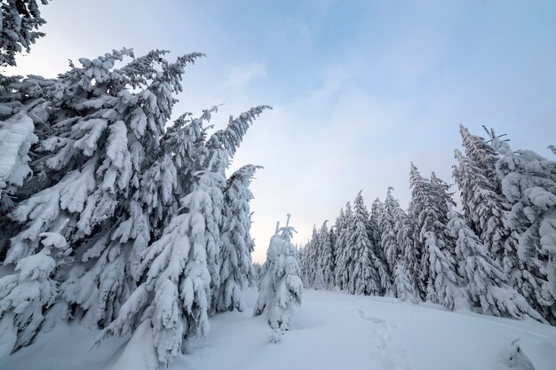 背の高い濃い緑のトウヒの木と雪の中でパスと山の森