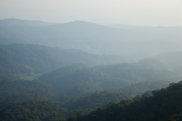 Mountain forest