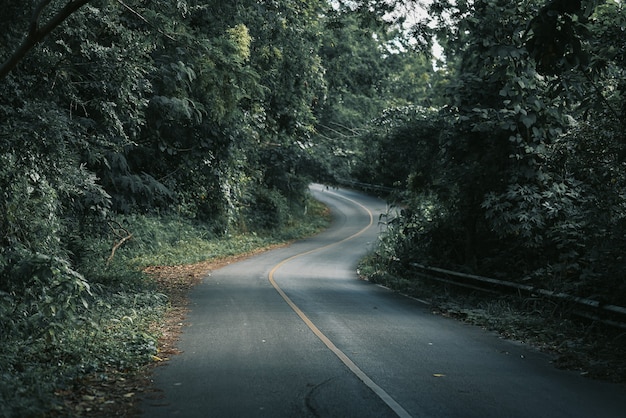 Mountain forests, roads with dense pine forests in the mountains in Chiang Rai, Thailand, where nature is the most.