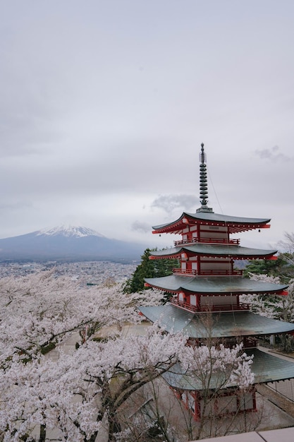 Mountain Fuji and Chureito red pagoda with cherry blossom sakura kawaguchiko Japan