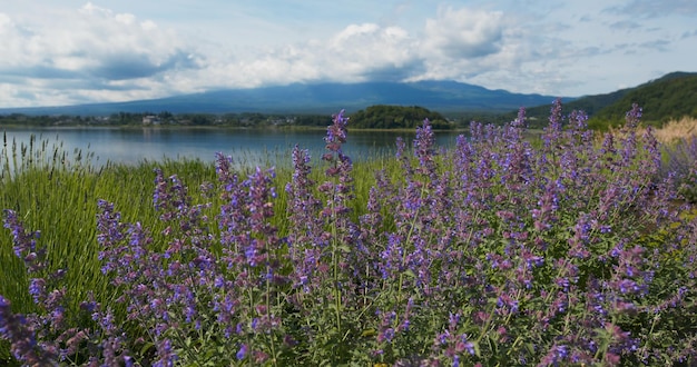 Mountain Fuji in Kawaguchiko Lake with lavender field