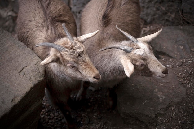 岩壁に登るシロイワヤギ勇敢な動物が危険な自然の中でジャンプ