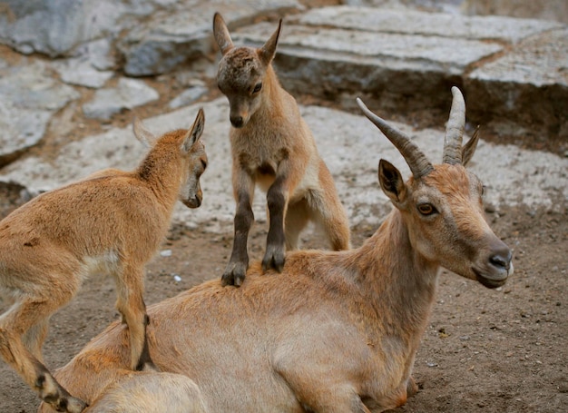 Famiglia di capre di montagna