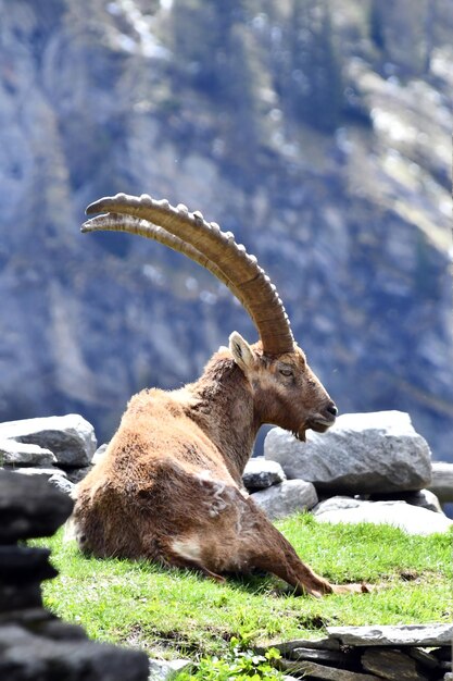 A mountain goat is sitting on the grass