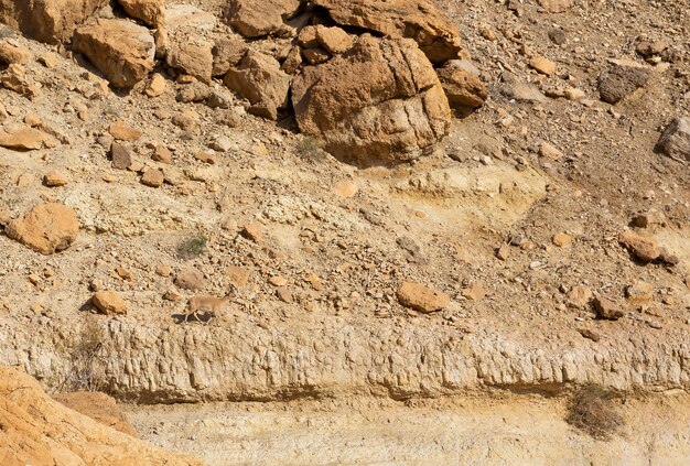 Mountain goat in the mountains of the desert of the Negev Israel