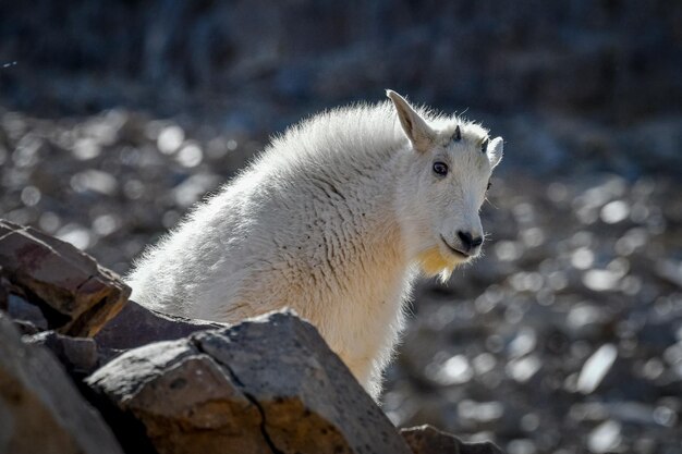 Mountain goat over-the-shoulder shot