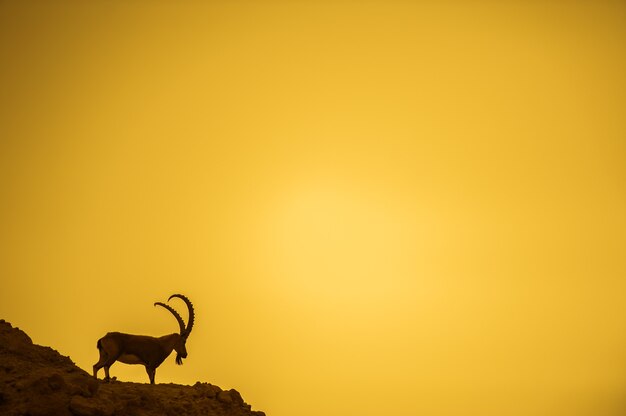 Foto una capra di montagna sulle pendici di una montagna nel deserto israeliano.