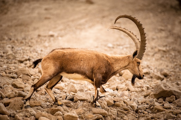 A mountain goat on the slopes of a mountain in the Israeli desert.