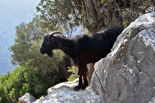 Mountain goat stands on the rocks