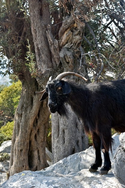 Mountain goat stands on the rocks