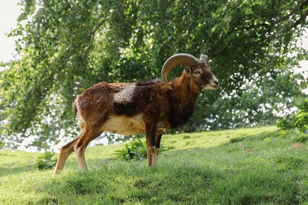 Mountain goat on a summer meadow green blurred background