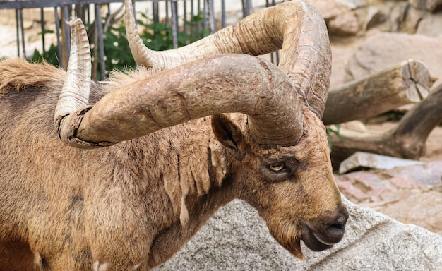 Capra di montagna con le corna si erge su una roccia e guarda in lontananza