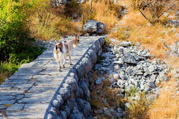 Mountain goat