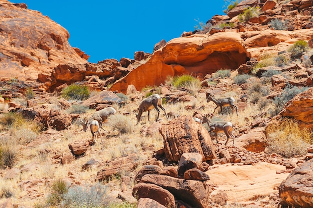 Фото Горные козы в национальном парке сион
